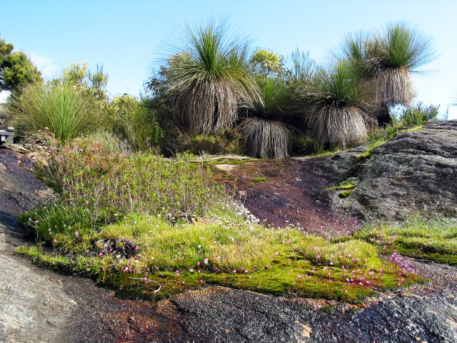 Grass trees and seep