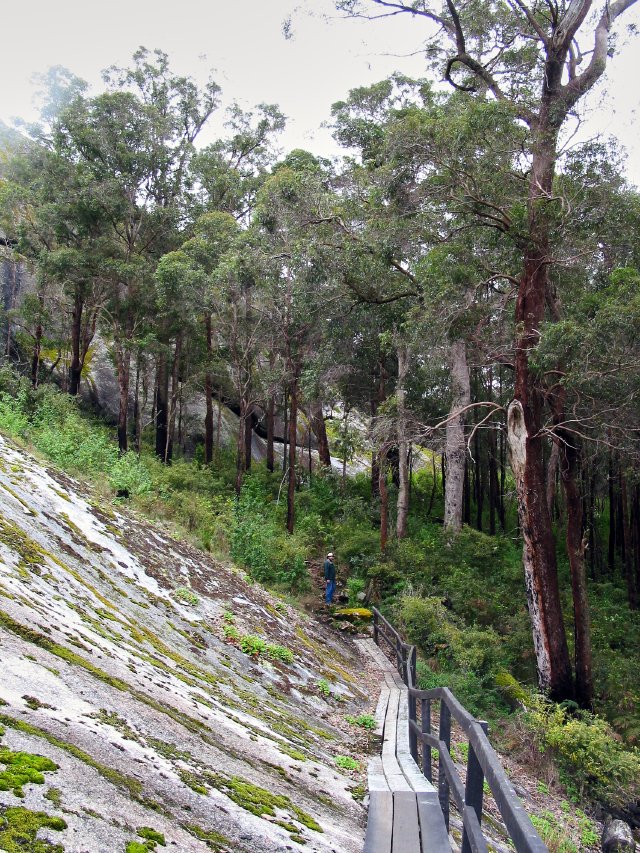 Chris along the Mt Frankland trail