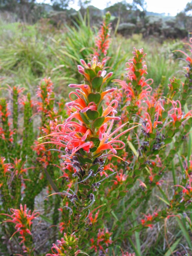 Mystery flower, 8km N of Walpole