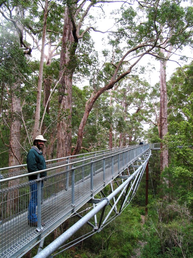 Treetop walk