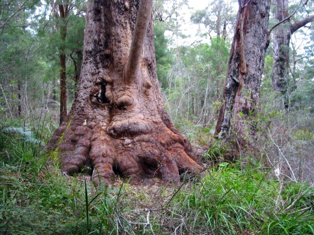 Old Woman of the Forest tingle tree--a eucalypt--along the Ancient Empire track