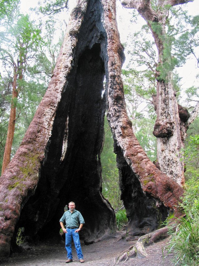 Big old tingle tree on Tingle Lookout track