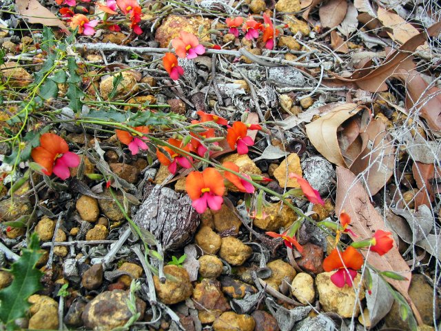 Ficifolia Road