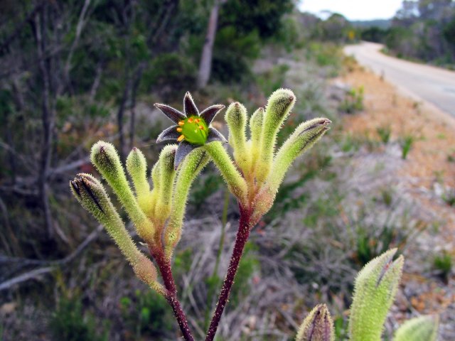 Ficifolia Road