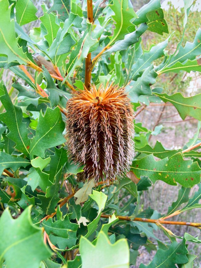 Banksia, Ficifolia Road