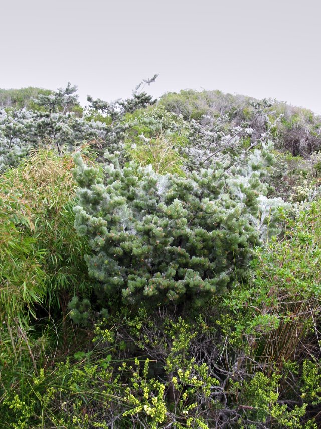 Salmon Holes, Albany, WA