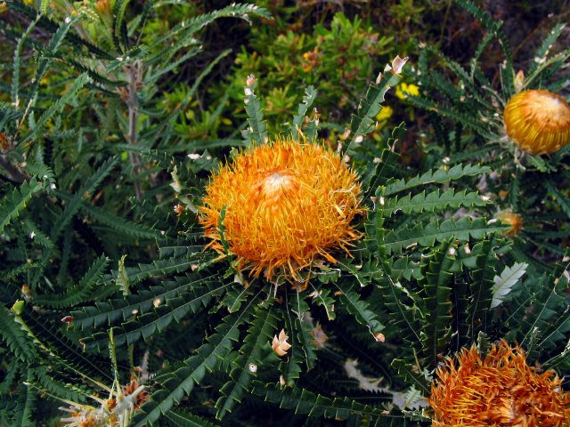 Dryandra sp