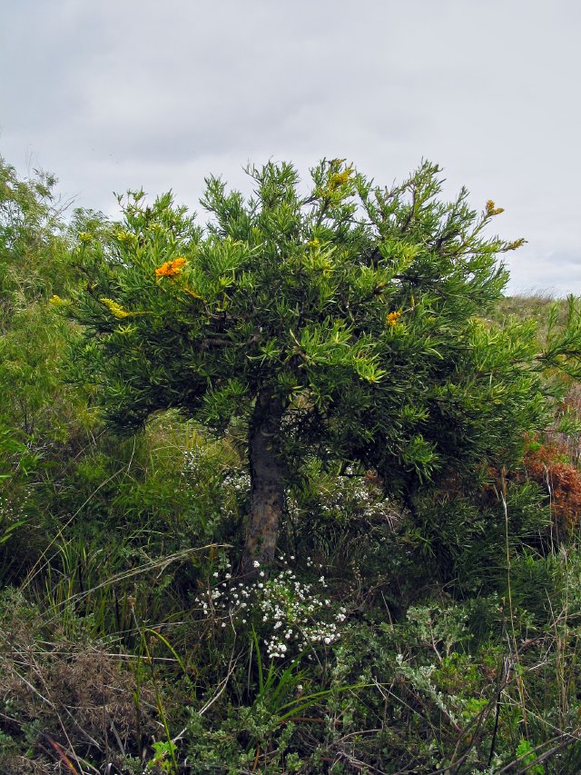 Mistletoe tree