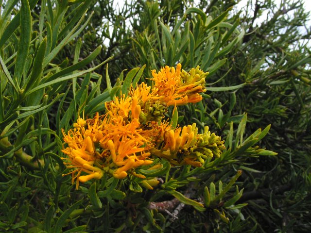 WA Christmas Tree flowers