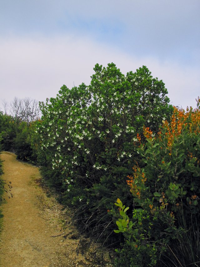 Flowers up Stony Hill