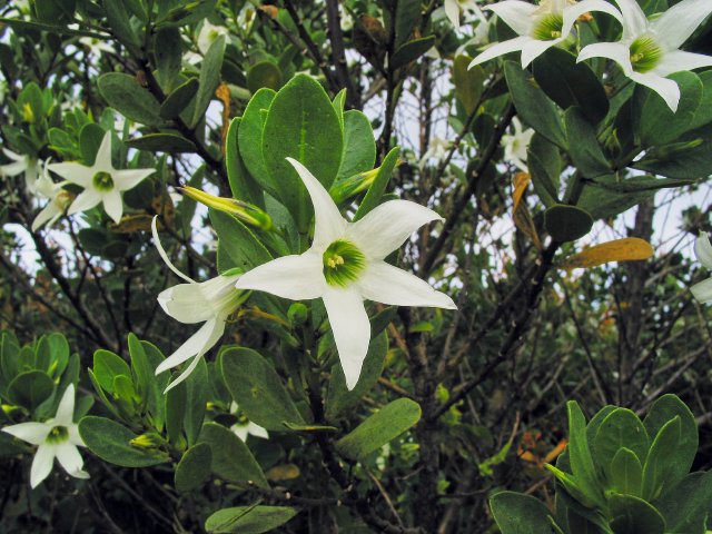 Curious flowers