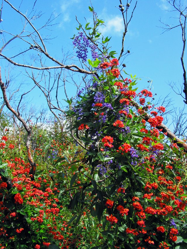 Flower vines