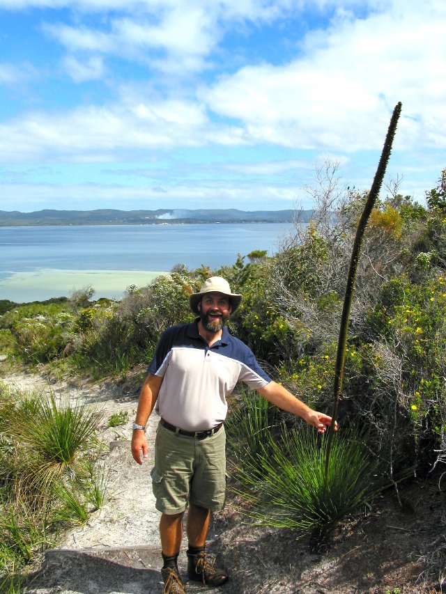 Grass tree flower stalk