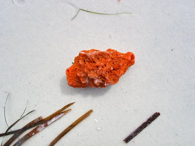 Orange sponge on beach