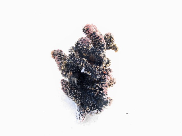 Black soft coral on the beach