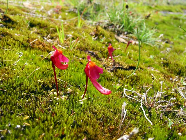 Slipper-y flowers, Possession Point