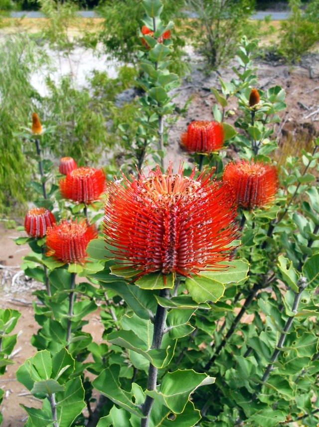 Banksia coccinea.  South of Albany, WA