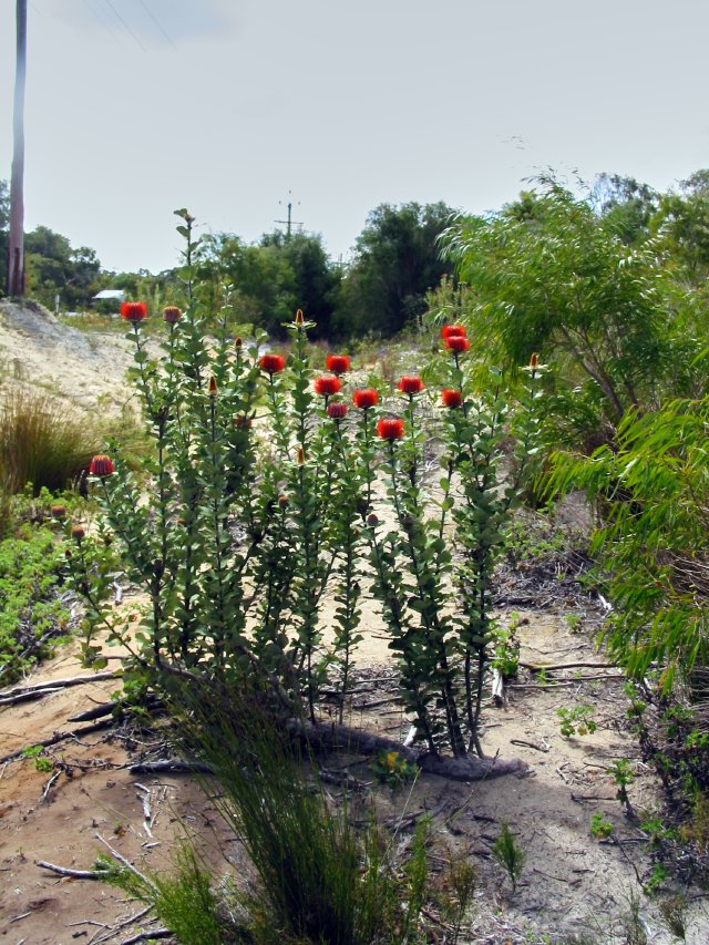 Banksia coccinea.  In the drainage ditch alongside the road, south of Albany WA