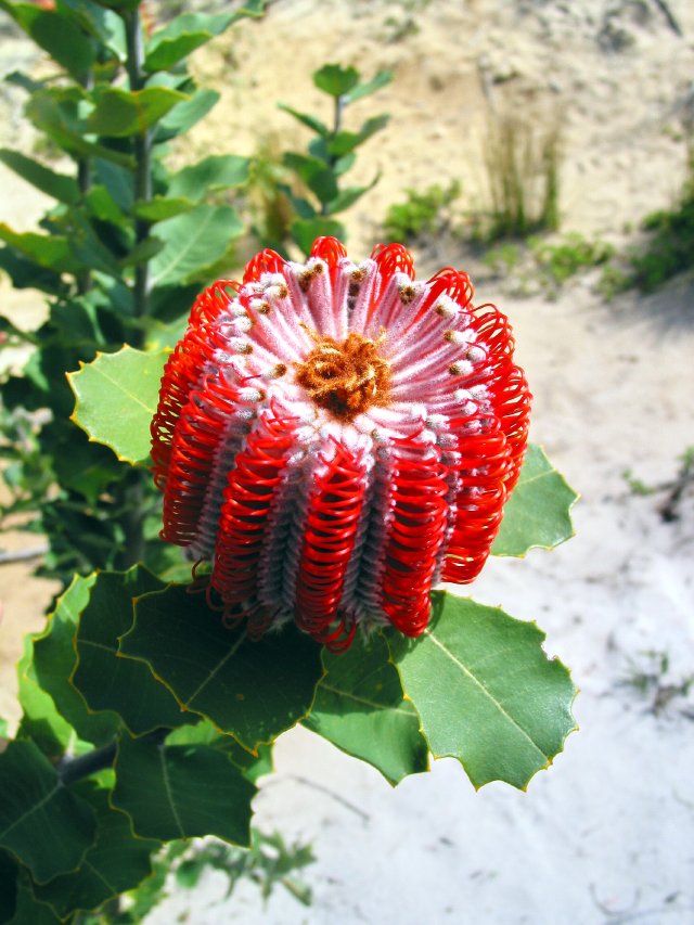 Banksia coccinea.  South of Albany, WA