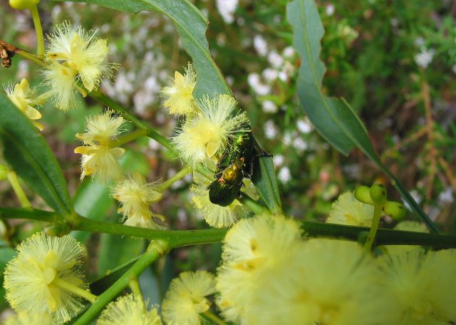 Insects, Castle Rock