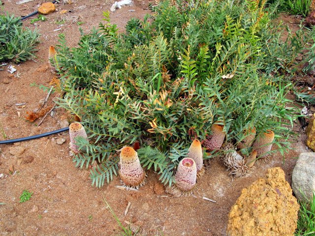 Banksia at Castle Rock Winery