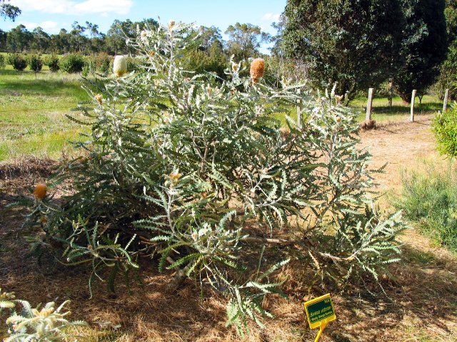 Banksia Farm, Mt Barker, WA