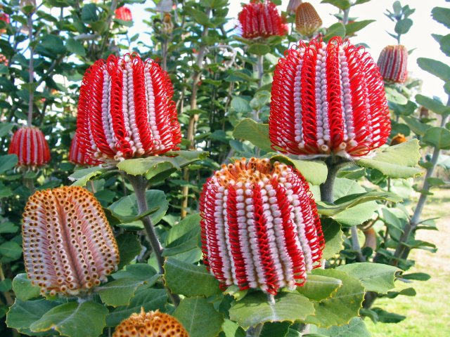 Banksia coccinea, Banksia Farm, Mt Barker WA