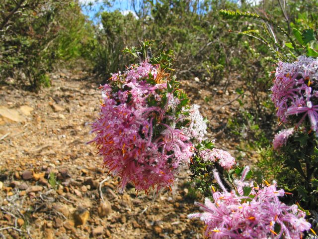 Flowers up Red Gum Pass