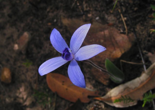 Orchid? on Red Gum Pass