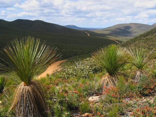 Grass Trees up Red Gum Pass