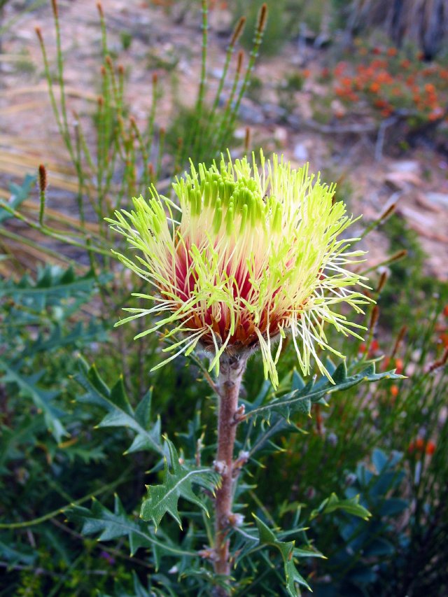 Dryandra up lookout