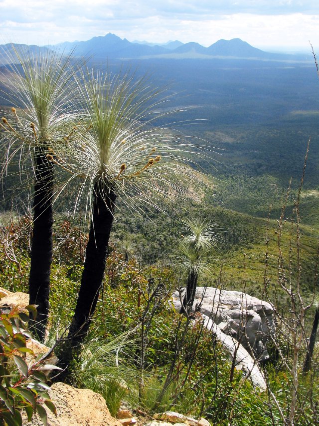 Kingia trees on Bluff Knoll