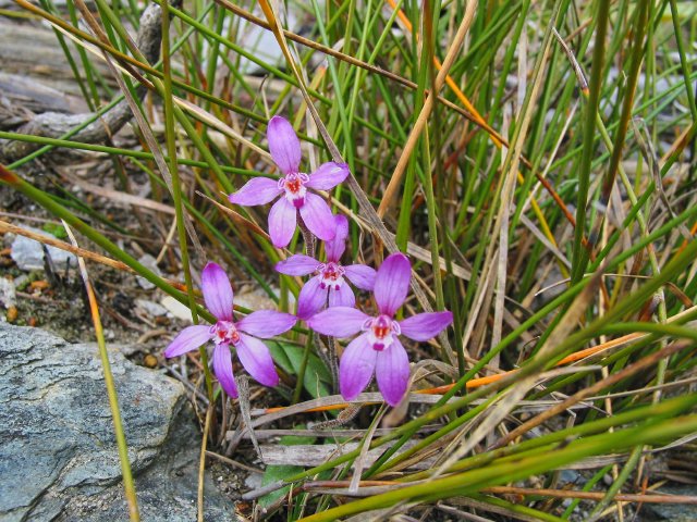 More ground orchids