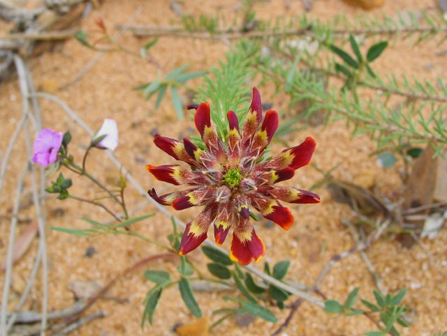 Pea flower rosette