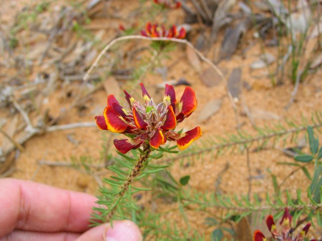 Pea flower rosette