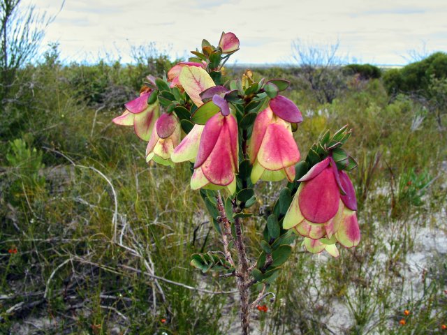 Mt Maxwell, Fitzgerald River National Park