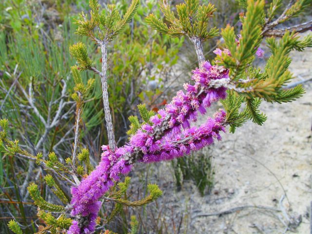 West Mt Barren