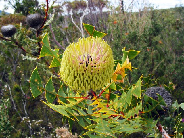 Banksia, West Mt Barren