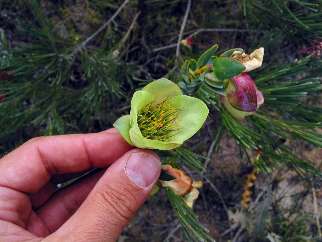 One of them bell flowers