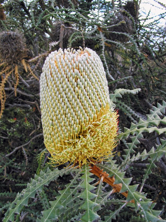 Banksia, 5km N Hopetoun