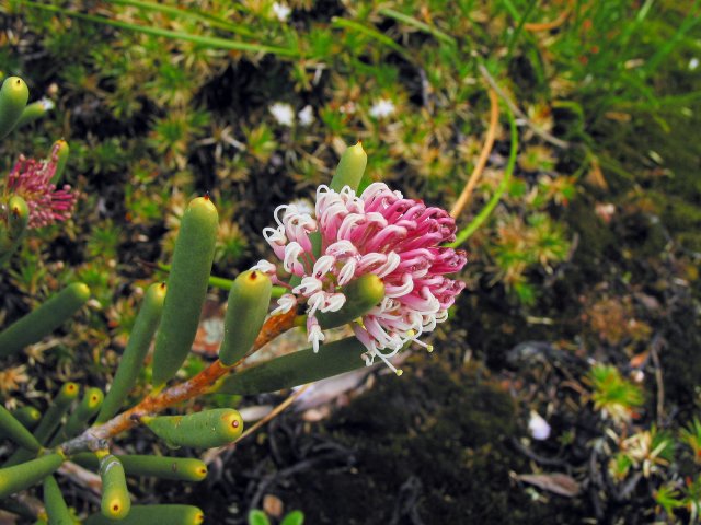 Succulent flower (protea?)