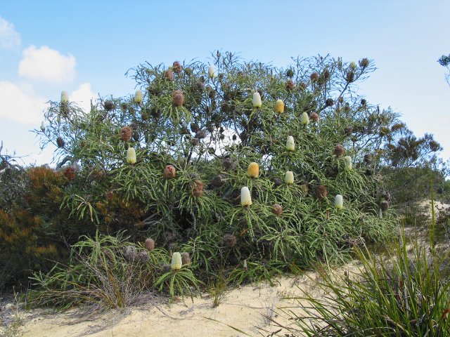 Banksia speciosa