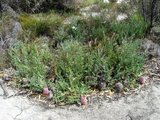 Banksia