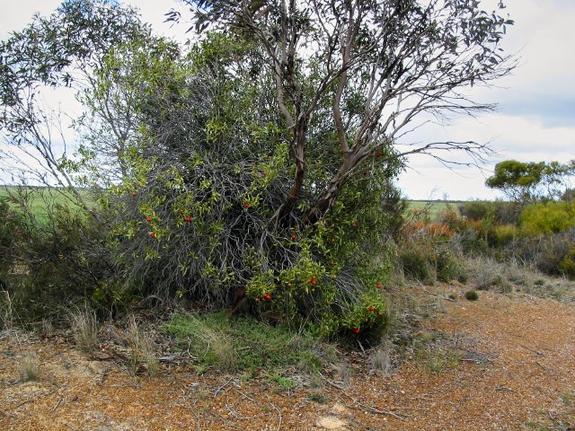 Quandong fruits, 60km N of Esperance