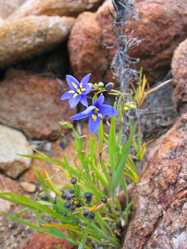 Blue Lily flower