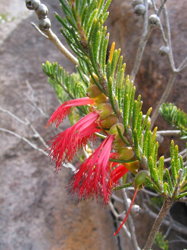 Calothamnus sp.