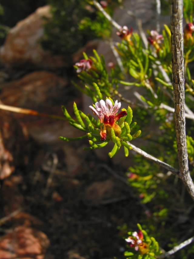 Flowers on that strange plant