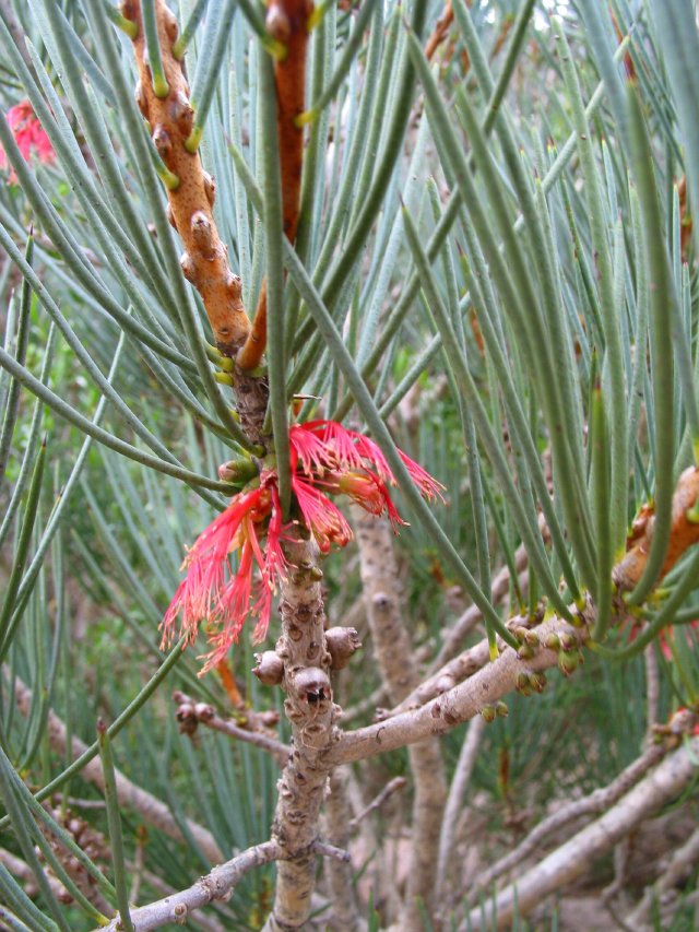 Another calothamnus, with long succulent needles