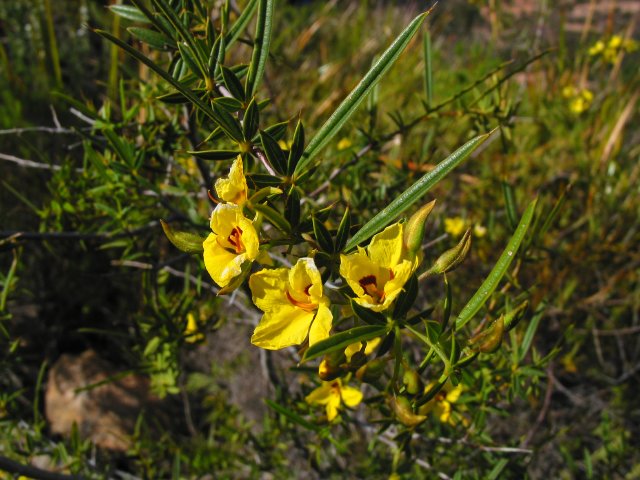 Thorny shrub