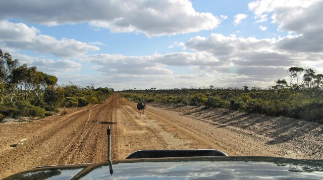 Chasing another emu